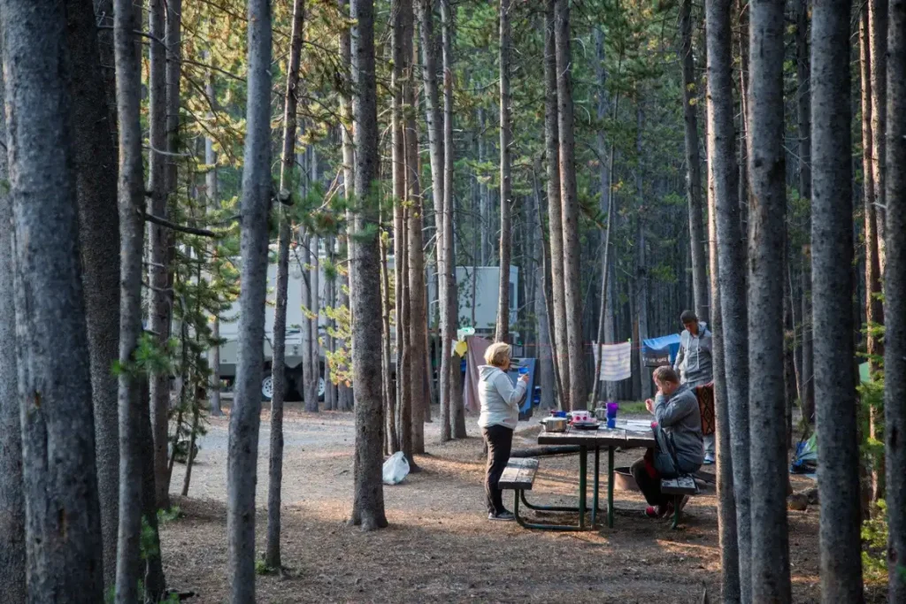 Campers at a picnic table among lodgepole pines in Canyon Campground, Yellowstone National Park